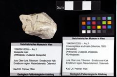 Foto (Objket + Etiketten) von Cracensigillatus acutirostris (Moericke, 1889) 